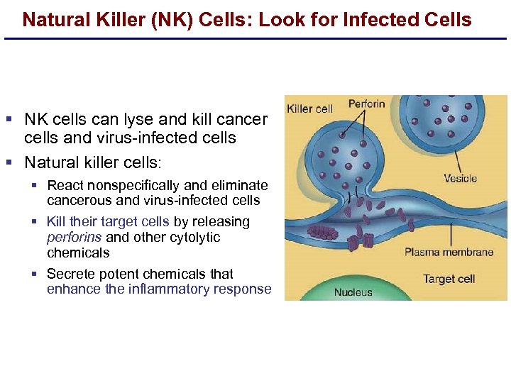 Natural Killer (NK) Cells: Look for Infected Cells § NK cells can lyse and