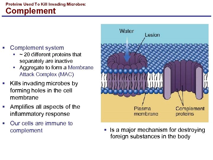 Proteins Used To Kill Invading Microbes: Complement § Complement system § ~ 20 different