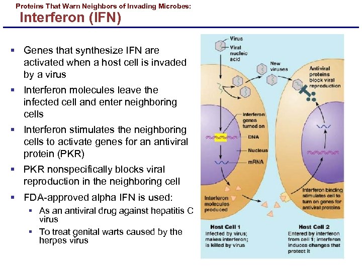 Proteins That Warn Neighbors of Invading Microbes: Interferon (IFN) § Genes that synthesize IFN