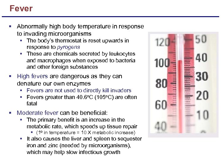 Fever § Abnormally high body temperature in response to invading microorganisms § The body’s