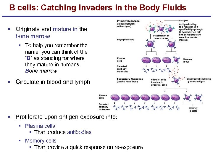 B cells: Catching Invaders in the Body Fluids § Originate and mature in the