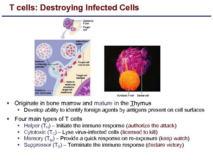 T cells: Destroying Infected Cells § Originate in bone marrow and mature in the