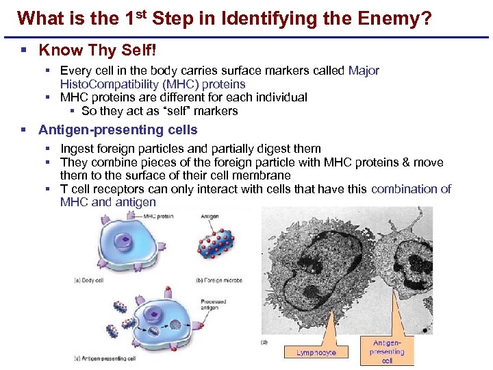 What is the 1 st Step in Identifying the Enemy? § Know Thy Self!