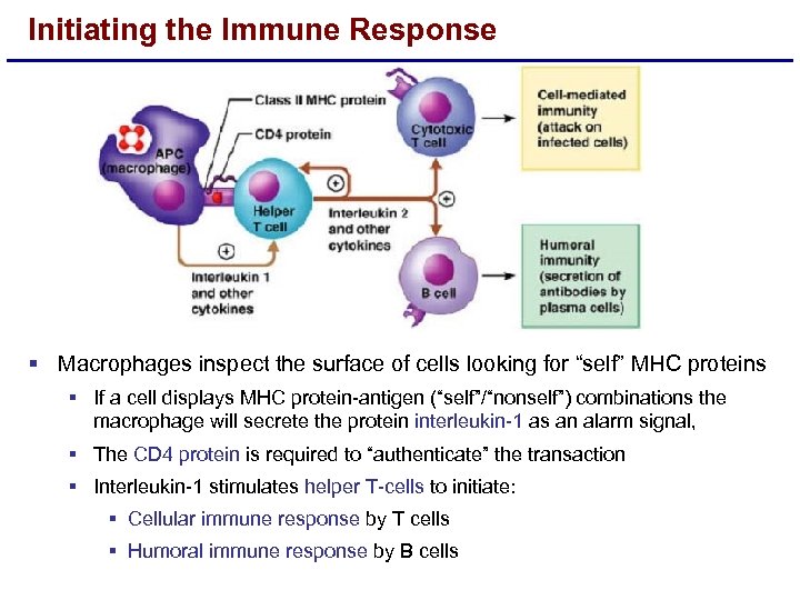 Initiating the Immune Response § Macrophages inspect the surface of cells looking for “self”