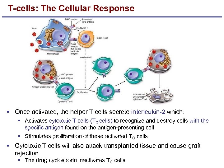 T-cells: The Cellular Response § Once activated, the helper T cells secrete interleukin-2 which: