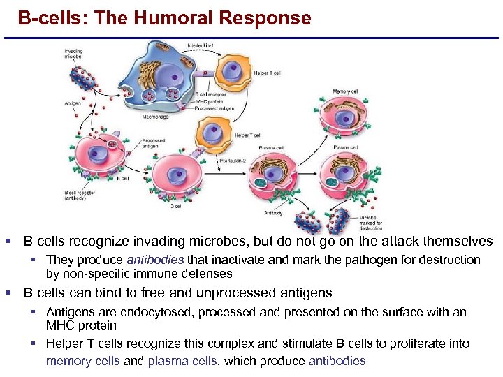 B-cells: The Humoral Response § B cells recognize invading microbes, but do not go