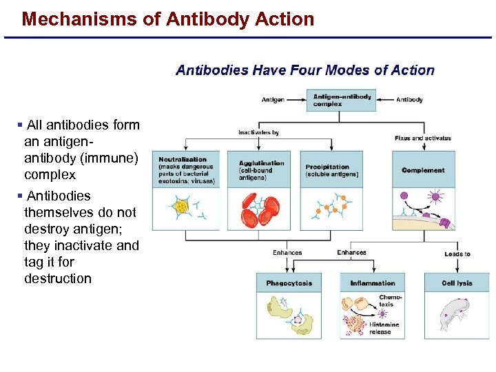 Mechanisms of Antibody Action § All antibodies form an antigenantibody (immune) complex § Antibodies