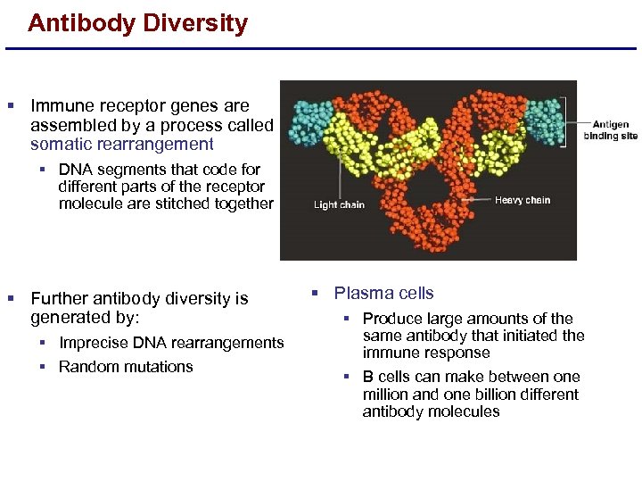 Antibody Diversity § Immune receptor genes are assembled by a process called somatic rearrangement