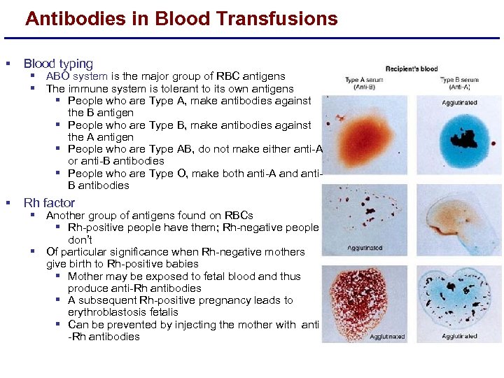 Antibodies in Blood Transfusions § Blood typing § Rh factor § ABO system is