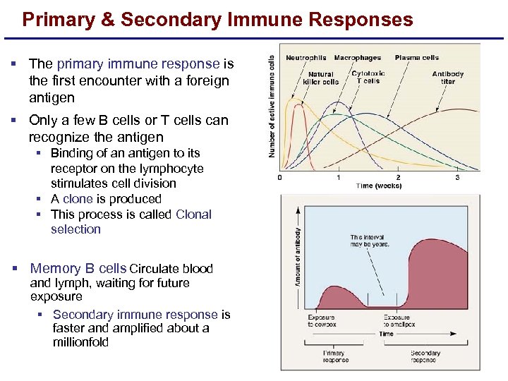 Primary & Secondary Immune Responses § The primary immune response is the first encounter