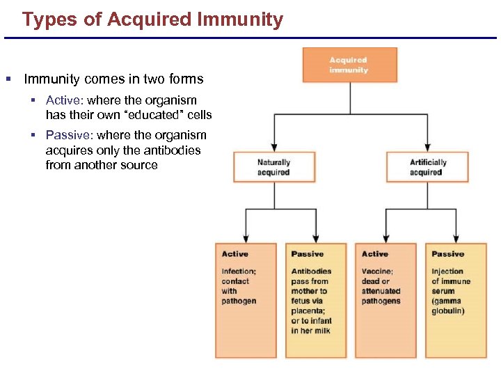 Types of Acquired Immunity § Immunity comes in two forms § Active: where the