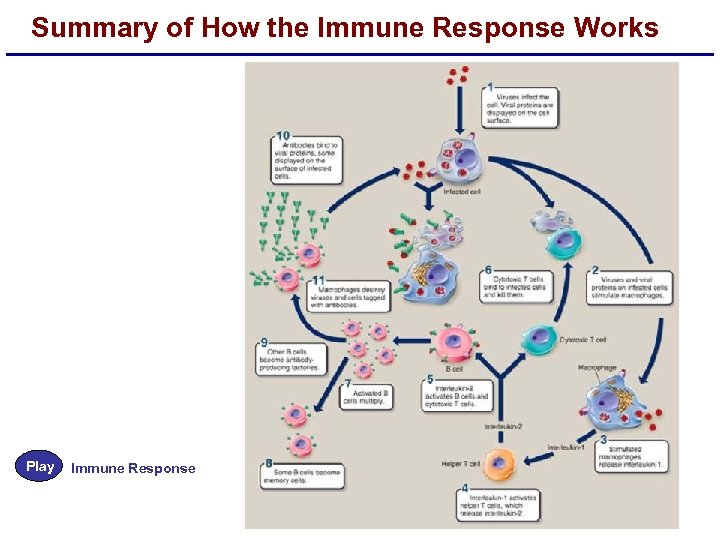 Summary of How the Immune Response Works Play Immune Response 