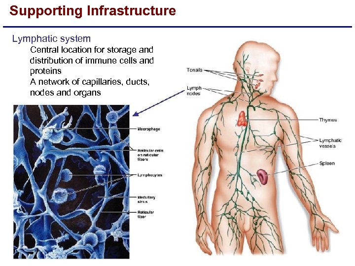 Supporting Infrastructure Lymphatic system Central location for storage and distribution of immune cells and