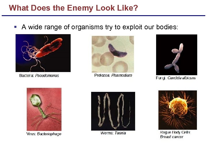 What Does the Enemy Look Like? § A wide range of organisms try to