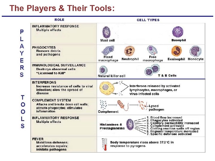 The Players & Their Tools: 