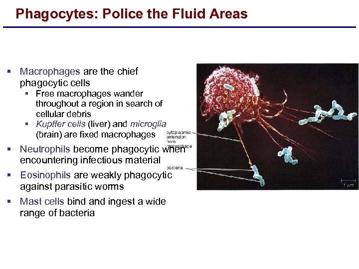 Phagocytes: Police the Fluid Areas § Macrophages are the chief phagocytic cells § Free