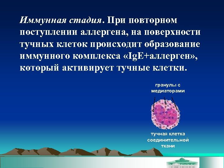 Иммунная стадия. При повторном поступлении аллергена, на поверхности тучных клеток происходит образование иммунного комплекса