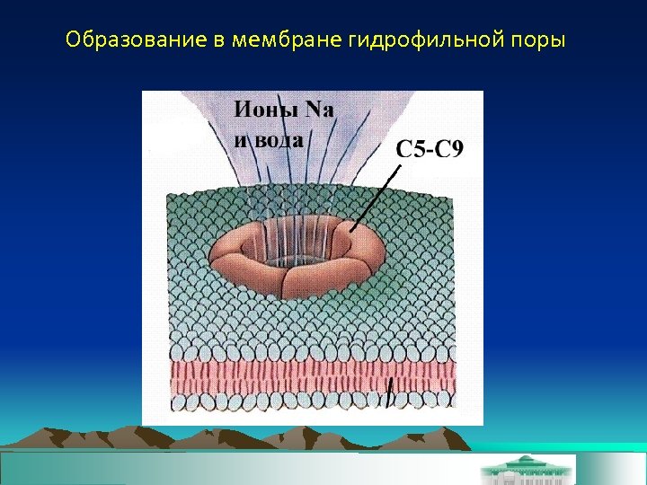 Образование в мембране гидрофильной поры 