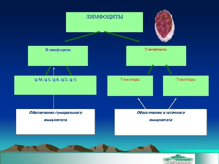 ЛИМФОЦИТЫ Т-лимфоциты: В-лимфоциты Ig M, Ig E, Ig A, Ig D, Ig G Т-киллеры