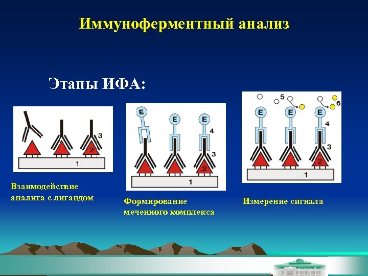 Иммуноферментный анализ Этапы ИФА: Взаимодействие аналита с лигандом Формирование меченного комплекса Измерение сигнала 