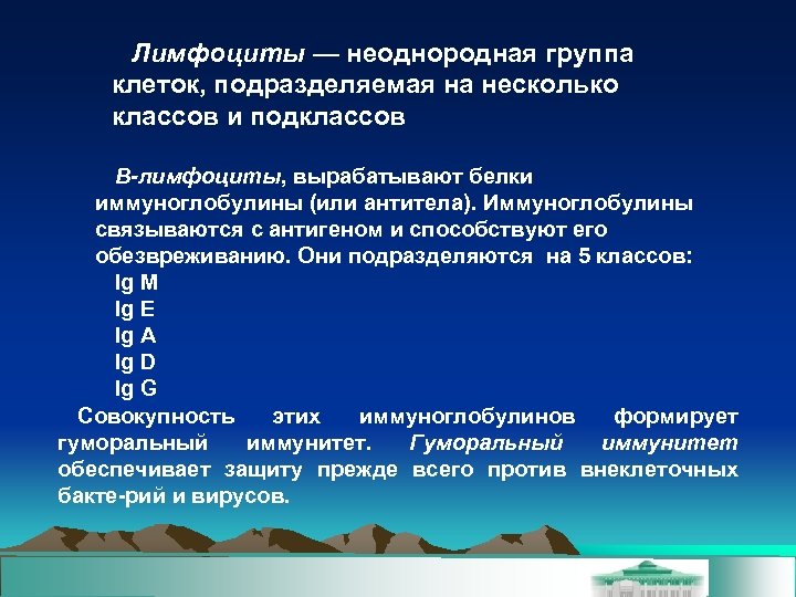 Лимфоциты — неоднородная группа клеток, подразделяемая на несколько классов и подклассов В-лимфоциты, вырабатывают белки