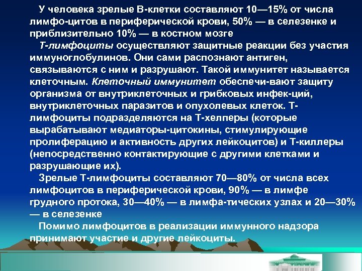 У человека зрелые В клетки составляют 10— 15% от числа лимфо цитов в периферической