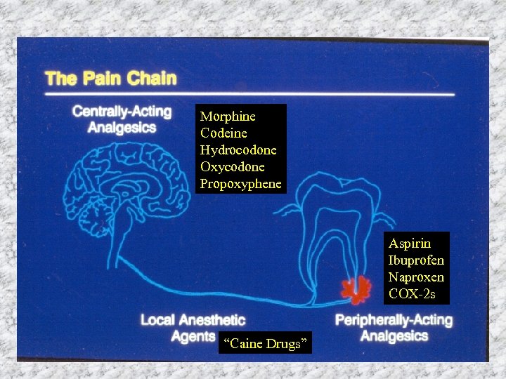 Morphine Codeine Hydrocodone Oxycodone Propoxyphene Aspirin Ibuprofen Naproxen COX-2 s “Caine Drugs” 