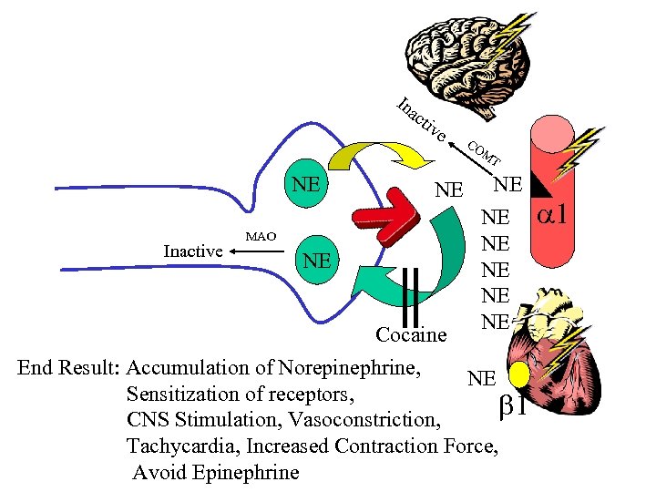 In ac ti ve CO M T NE Inactive MAO NE NE Cocaine End