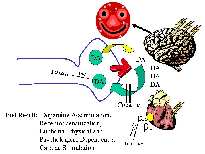 DA Inactive DA DA MAO DA Cocaine T DA COM End Result: Dopamine Accumulation,
