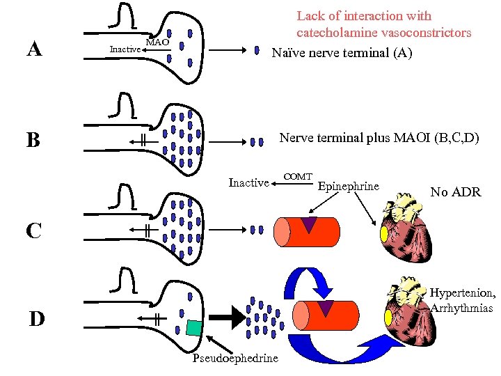 A Inactive Lack of interaction with catecholamine vasoconstrictors Naïve nerve terminal (A) MAO B