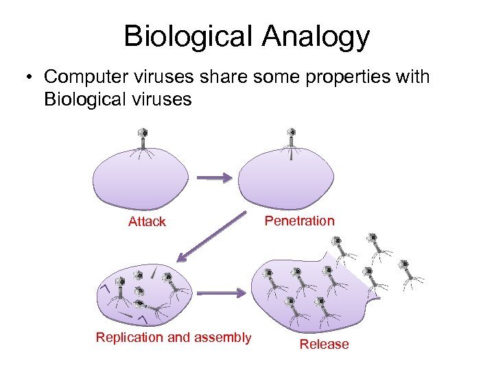 Biological Analogy • Computer viruses share some properties with Biological viruses Attack Replication and