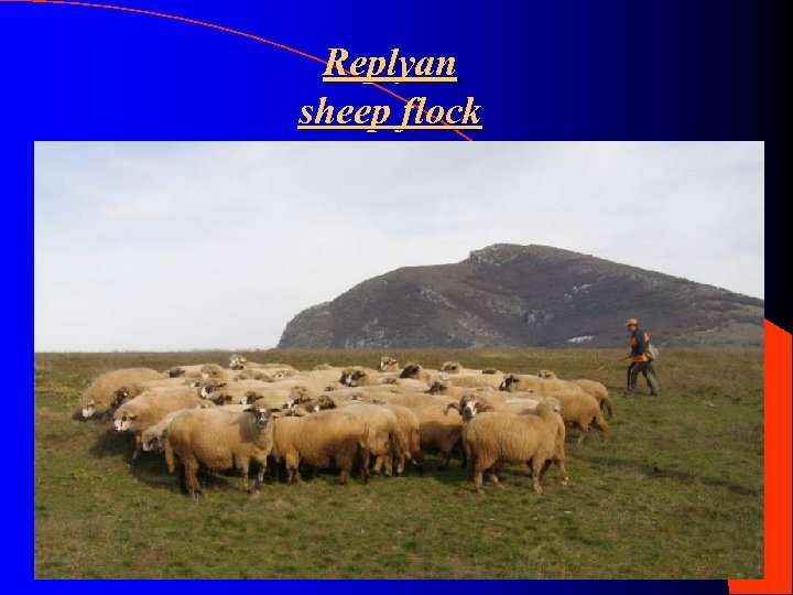 Replyan sheep flock 