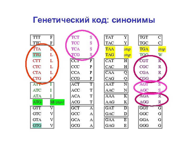 Генетический код: синонимы TTT TTC TTA TTG CTT CTC CTA CTG ATT ATC ATA