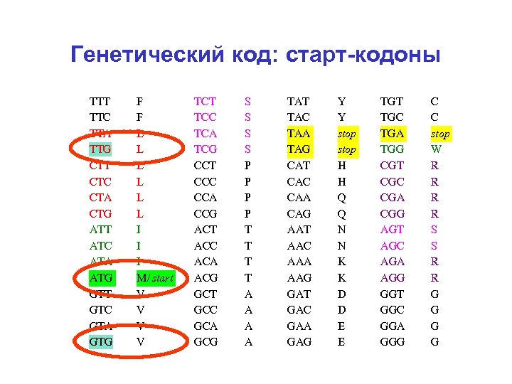 Генетический код: старт-кодоны TTT TTC TTA TTG CTT CTC CTA CTG ATT ATC ATA