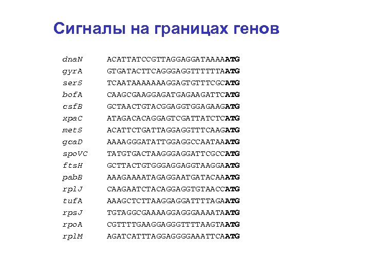 Сигналы на границах генов dna. N ACATTATCCGTTAGGAGGATAAAAATG gyr. A GTGATACTTCAGGGAGGTTTTTTAATG ser. S TCAATAAAAAAAGGAGTGTTTCGCATG bof.