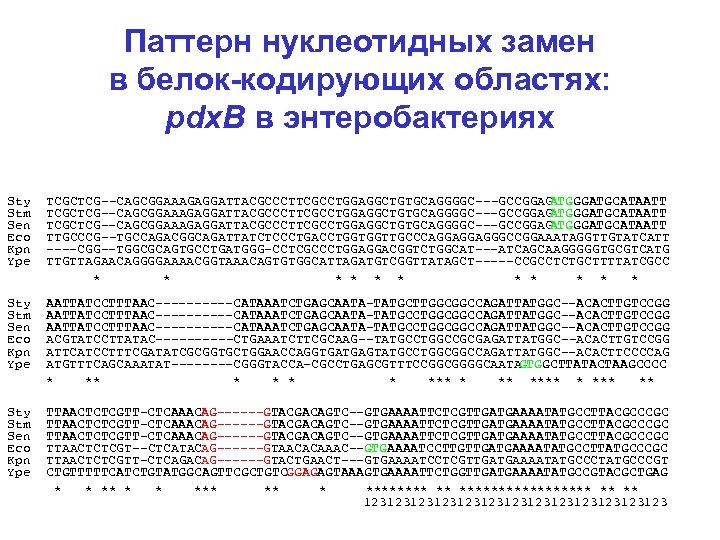 Паттерн нуклеотидных замен в белок-кодирующих областях: pdx. B в энтеробактериях Sty TCGCTCG--CAGCGGAAAGAGGATTACGCCCTTCGCCTGGAGGCTGTGCAGGGGC---GCCGGAG ATGGGATGCATAATT Stm