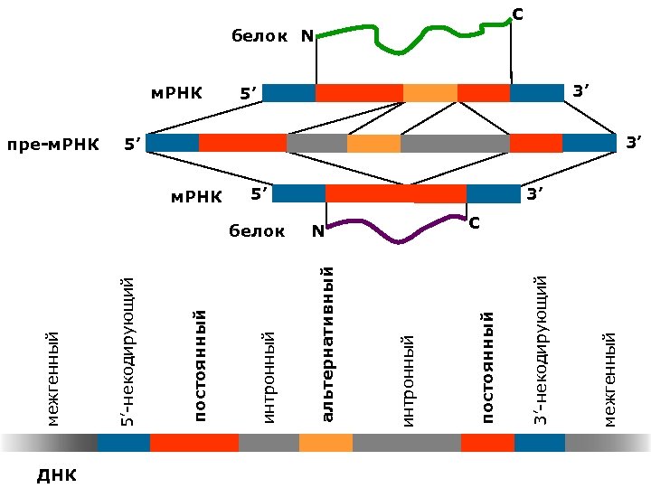 ДНК 5’ межгенный 5’ 3’-некодирующий N постоянный белок интронный м. РНК альтернативный м. РНК