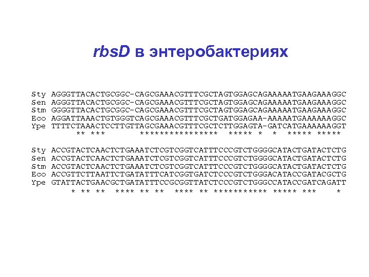 rbs. D в энтеробактериях Sty AGGGTTACACTGCGGC-CAGCGAAACGTTTCGCTAGTGGAGCAGAAAAATGAAGAAAGGC Sen AGGGTTACACTGCGGC-CAGCGAAACGTTTCGCTAGTGGAGCAGAAAAATGAAGAAAGGC Stm GGGGTTACACTGCGGC-CAGCGAAACGTTTCGCTAGTGGAGCAGAAAAATGAAGAAAGGC Eco AGGATTAAACTGTGGGTCAGCGAAACGTTTCGCTGATGGAGAA-AAAAATGAAAAAAGGC Ype TTTTCTAAACTCCTTGTTAGCGAAACGTTTCGCTCTTGGAGTA-GATCATGAAAAAAGGT