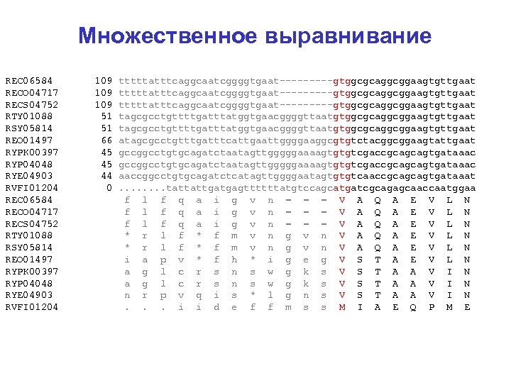 Множественное выравнивание REC 06584 109 tttttatttcaggcaatcggggtgaat-----gtggcgcaggcggaagtgttgaat RECO 04717 109 tttttatttcaggcaatcggggtgaat-----gtggcgcaggcggaagtgttgaat RECS 04752 109 tttttatttcaggcaatcggggtgaat-----gtggcgcaggcggaagtgttgaat