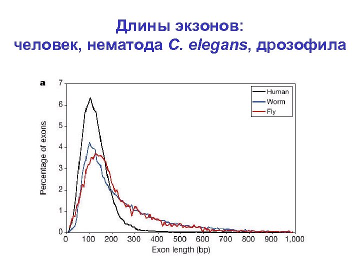 Длины экзонов: человек, нематода C. elegans, дрозофила 