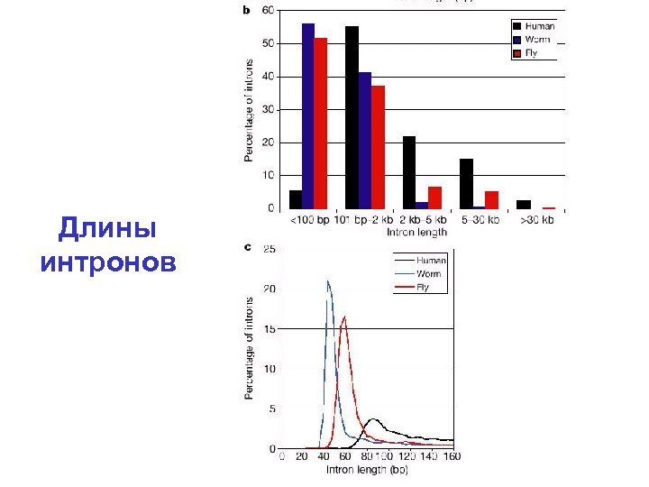 Длины интронов 
