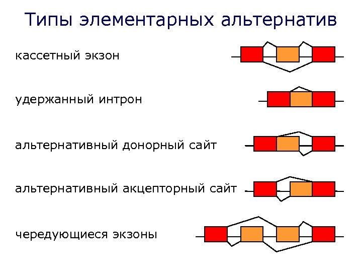 Типы элементарных альтернатив кассетный экзон удержанный интрон альтернативный донорный сайт альтернативный акцепторный сайт чередующиеся