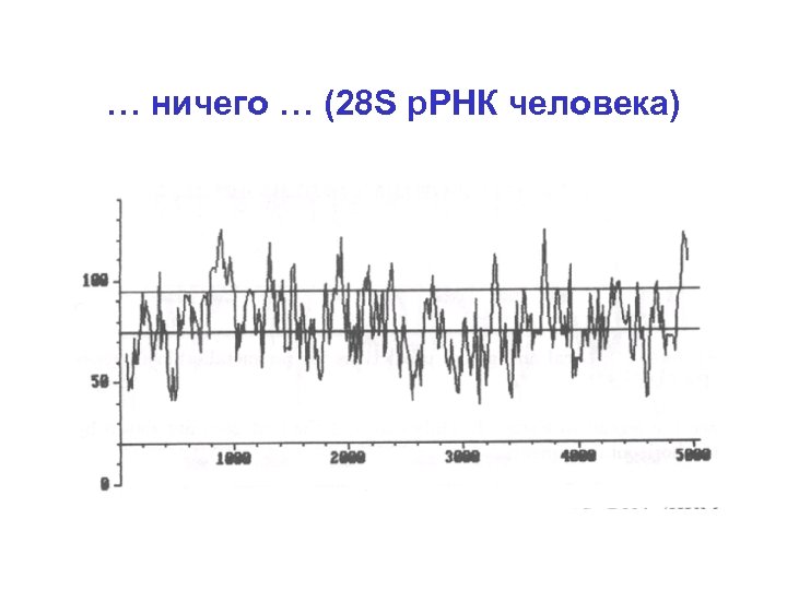 … ничего … (28 S р. РНК человека) 