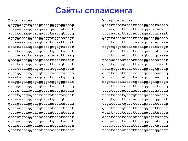 Сайты сплайсинга Donor sites gtgggatgatgtaagtattggggcggcccg tcaaaacaaggtaagaaatgaggtatgcct agctcccaaggtaggaggttgagtgttgtg agtggccaaggtatggtggaaattgc tggaaaaagcgtaagtcactctaattttat ctctcaaaaagtaagctttgtgagcatttc atcttcaagggtgagcatgtgtgttatgct tttcagaattgtaagagtacacattttaag gccagaaaaggtcagtactttcacac tacctcacaggtatgaattttctagttctt