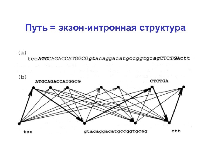 Путь = экзон-интронная структура 