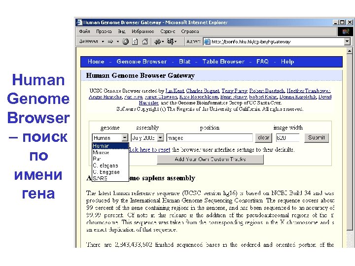 Human Genome Browser – поиск по имени гена 