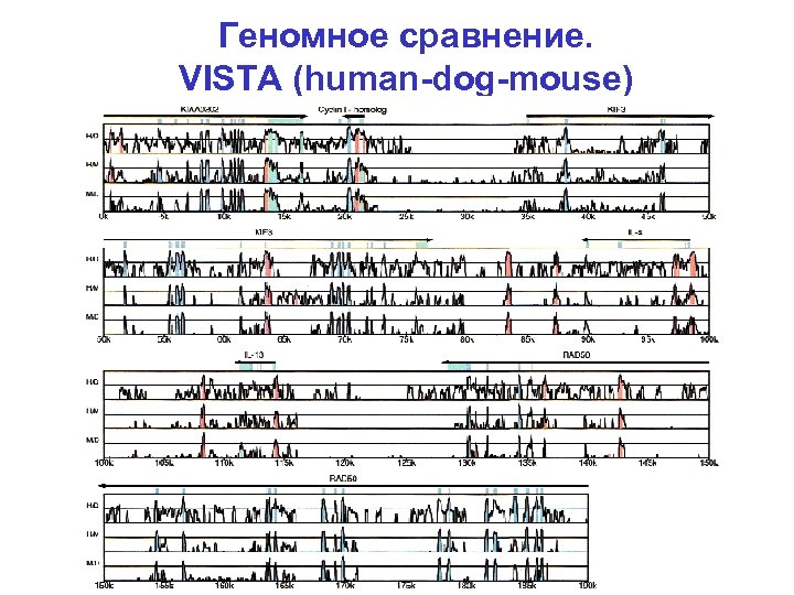 Геномное сравнение. VISTA (human-dog-mouse) 