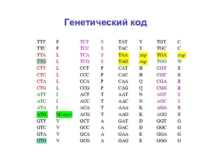 Генетический код TTT TTC TTA TTG CTT CTC CTA CTG ATT ATC ATA ATG