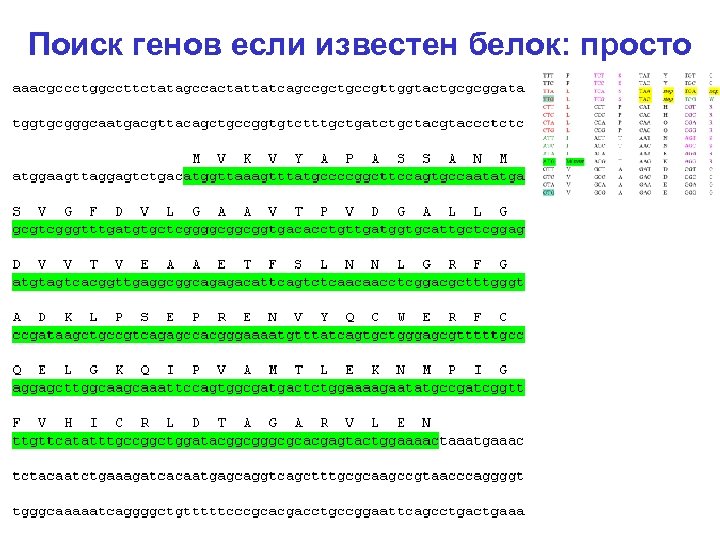 Поиск генов если известен белок: просто 