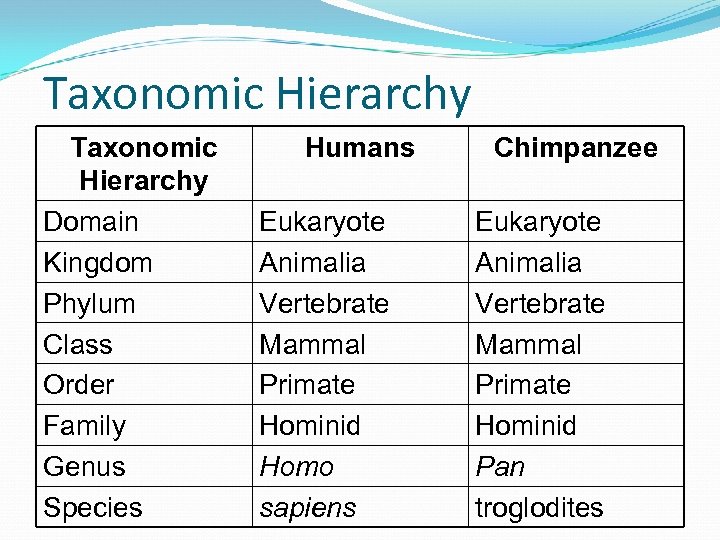 Taxonomic Hierarchy Domain Kingdom Phylum Class Order Family Genus Species Humans Eukaryote Animalia Vertebrate